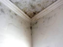 Best Basement Mold Removal  in Hillsborough, CA